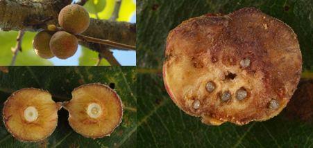 奇特的植物瘿瘤肿块,而这样的肿块往往是由虫子建造的!