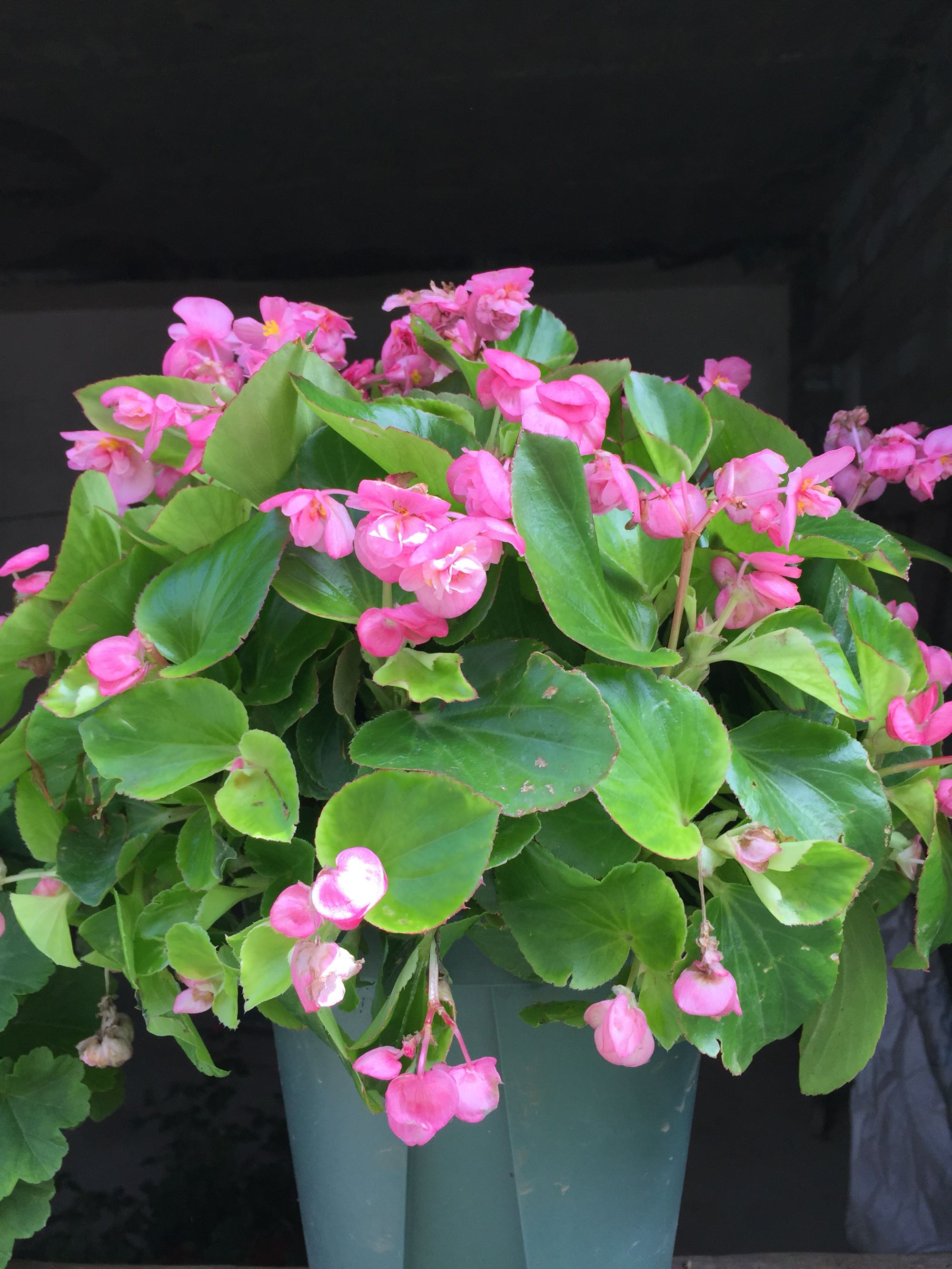 花期最长的盆栽植物四季开花不停漂亮又好养秋天养花就选它