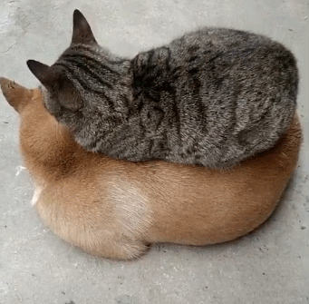 你对狗狗好,动物也会吃醋的,猫咪会认为狗狗抢了它的地盘,自己失宠了