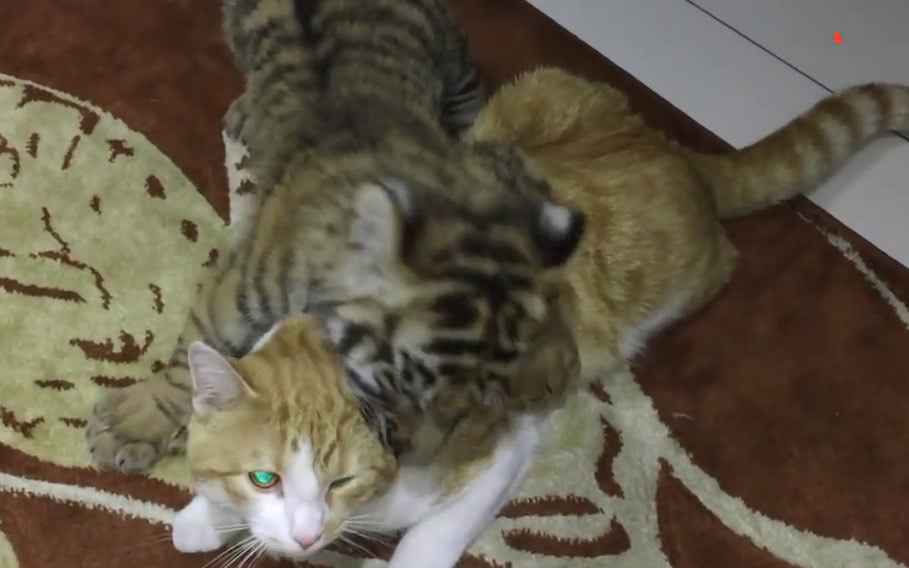 同属猫科动物的老虎跟猫咪 他们在一起会是什么画面呢