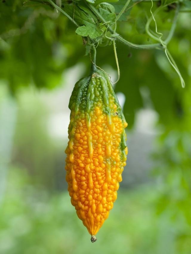 秋天, 这些水果都成熟了