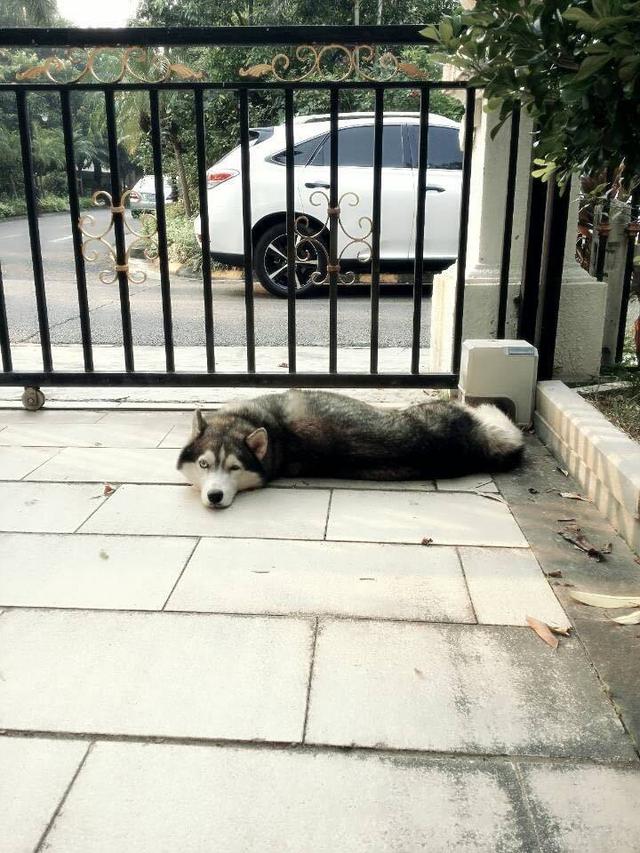 农村土豪花3000养了一只哈士奇看门回家一看钱白花了