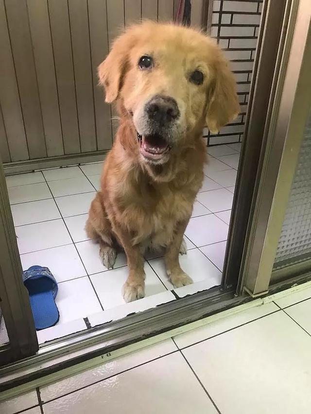 15岁金毛突然又跑又跳,笑个不停,2天后逝去:我先走了|金毛|天后|骨刺