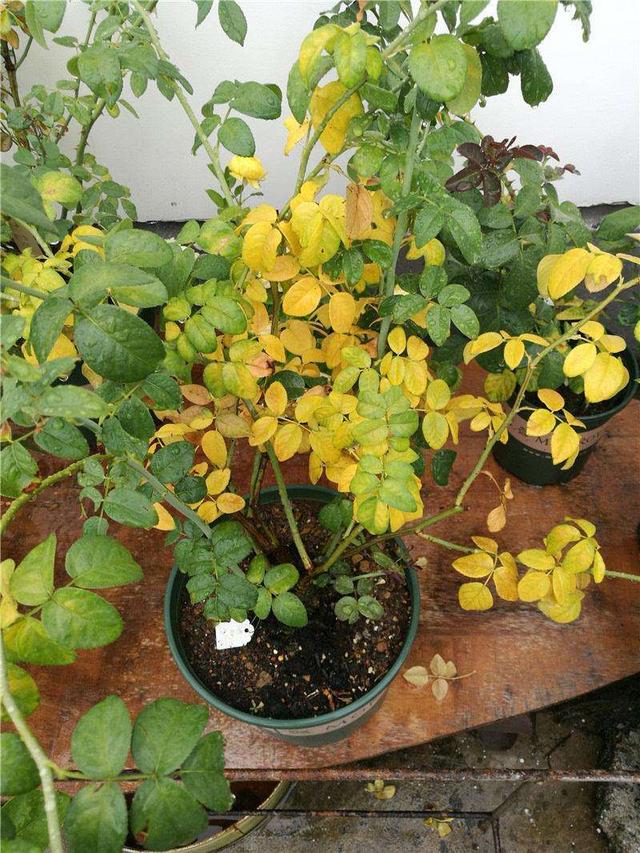 花卉已经黄叶了,教你"1招"轻松解决,越养越旺