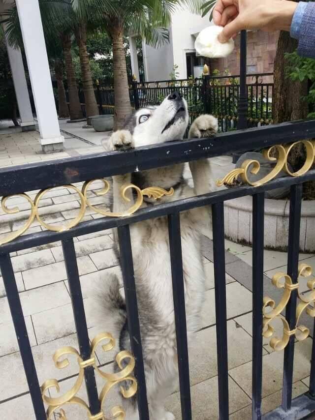 农村土豪花3000养了一只哈士奇看门回家一看钱白花了