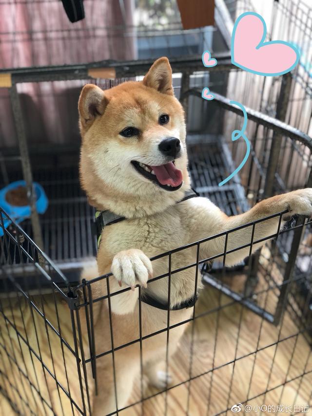 何炅说像做梦的《向往的生活》,宠物柴犬小h 因岁数小入选