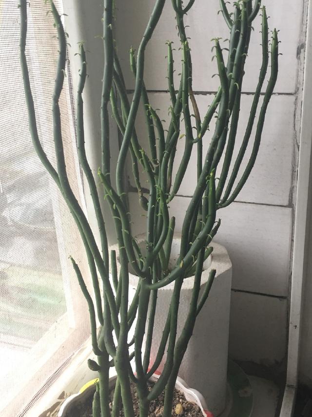 光棍树好养殖,虽然没有叶子光秃秃的,但也很有特色.