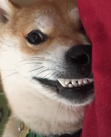 阿拉斯加:大家都是狗,凭什么它可以溜我!狗妈:还不是因为你浪