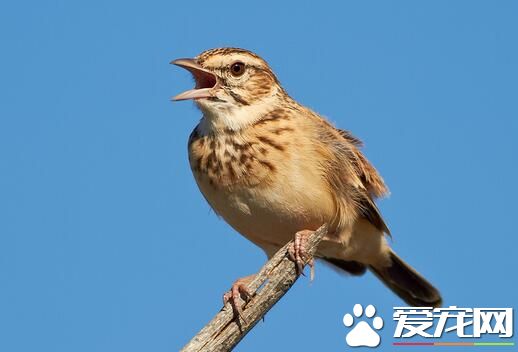 云雀是什么鸟 云雀共有4个物种是一类鸣禽