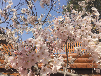 铁岭樱花节图片