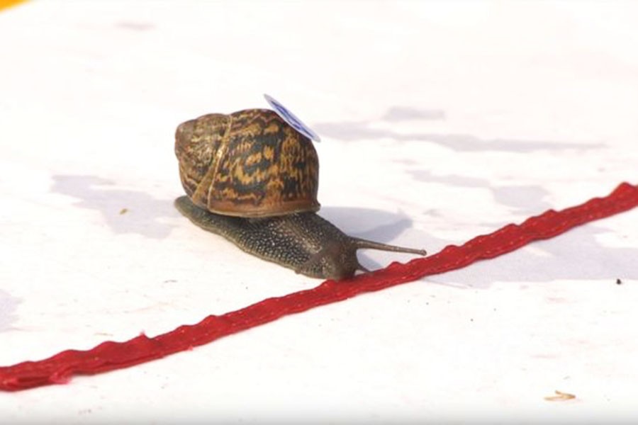 2018世界蜗牛赛跑锦标赛,它以3分10秒纪录跑完30厘米称霸世界!