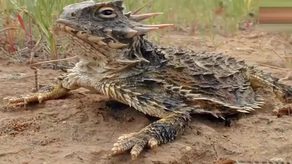 蜥蜴遇毒蛇装死 装成这个样子也是没谁了