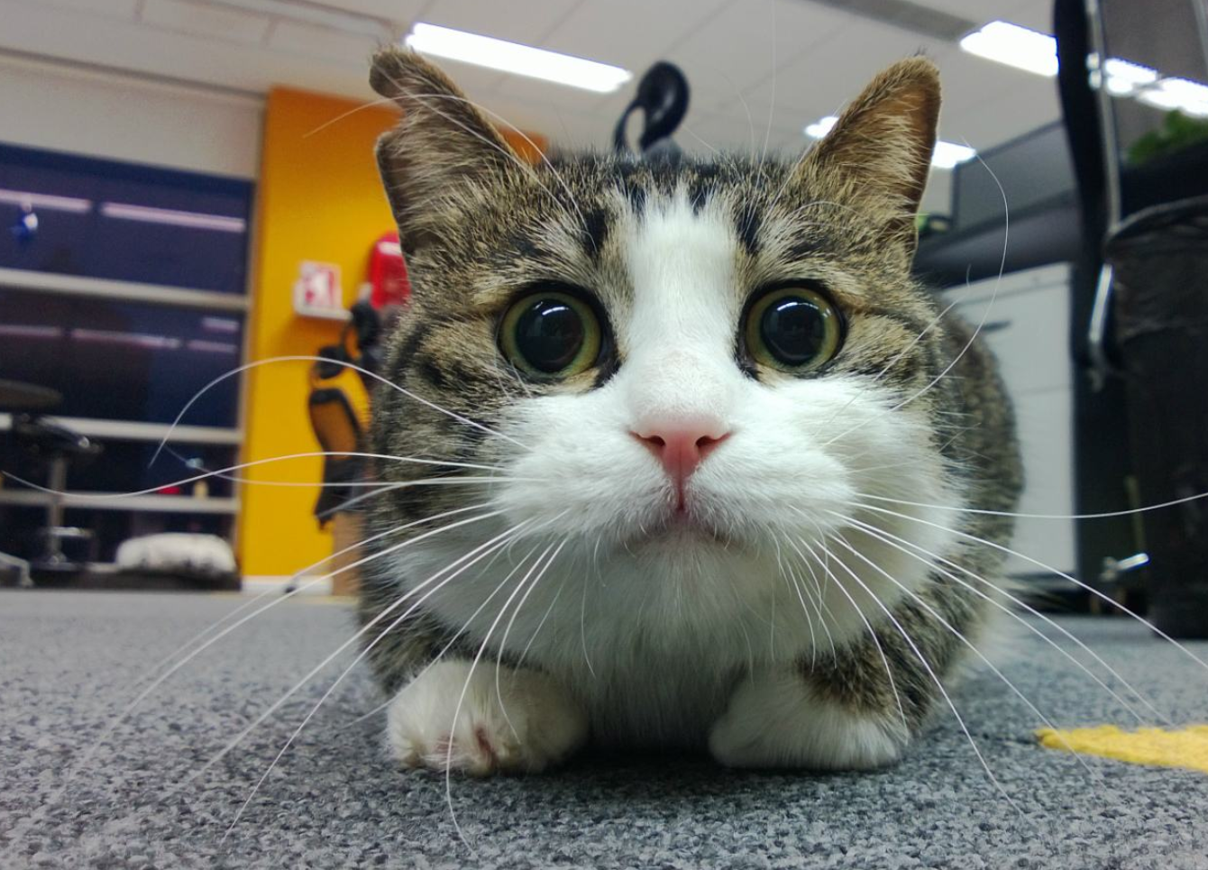 看完后怀疑自家猫跟它们不是一个品种