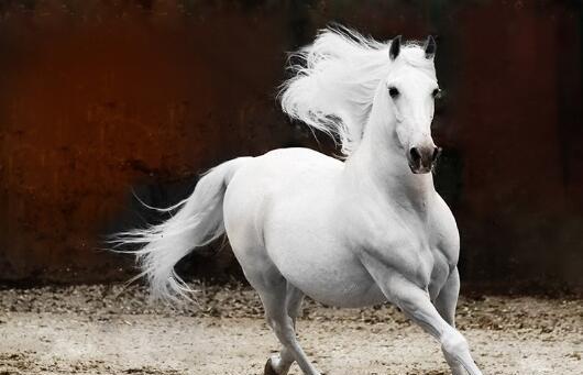 中国古代最令人念念不忘的十大名马