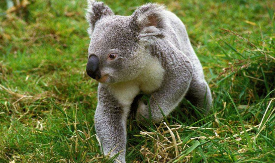 盘点澳大利亚独有的珍稀动物,考拉上榜,最后一种是可达鸭原型