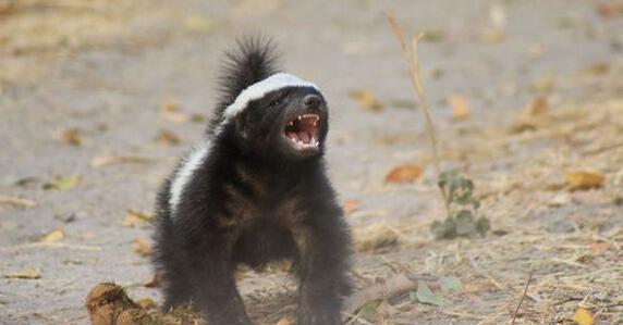 蜜獾为什么不怕狮子不要被它弱小的外表所蒙骗平头哥不怕死啊