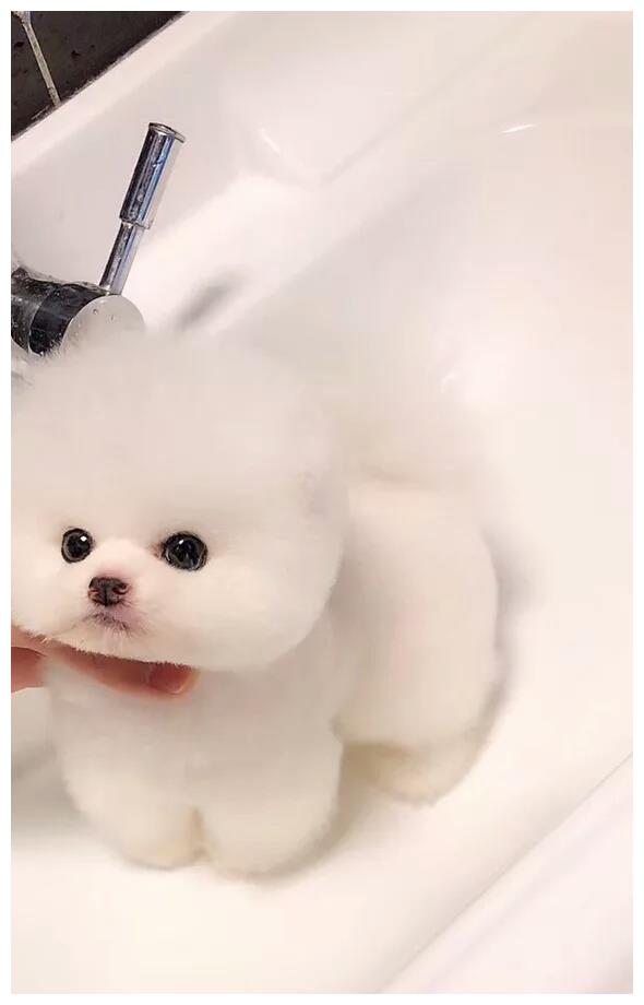 刚满月的白色小泰迪毛茸茸的十分可爱还很喜欢游泳
