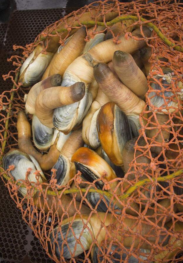 它有着长长的"鼻子",容易让人浮想联翩,市场价一斤要卖几百元|象拔蚌