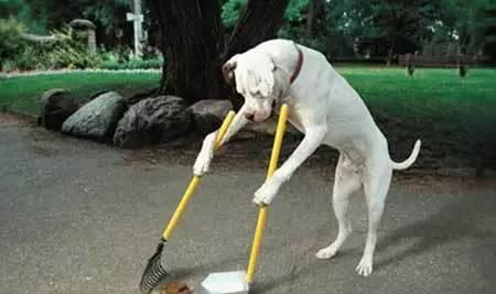 别人家的狗系列会做家务会干活会照顾人的狗狗出现了不得了