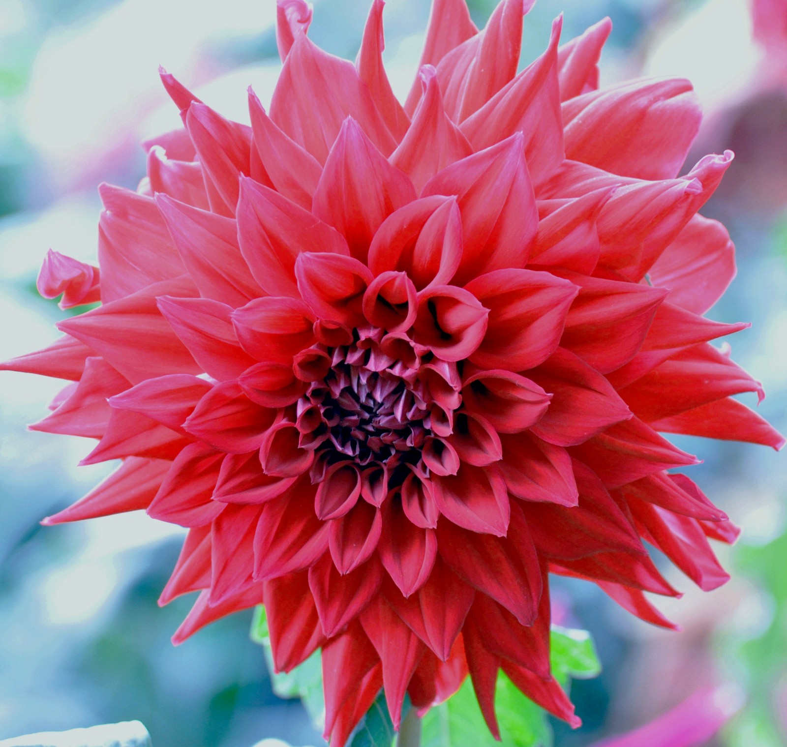 富贵漂亮的大丽花原创摄影