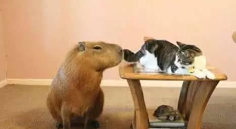 秘鲁巨型豚鼠, 颠覆你对荷兰猪的认知