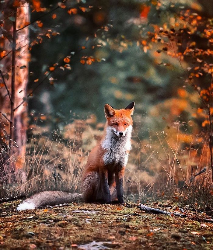 芬兰森林中生活的狐狸 | 摄影师ossi saarinen