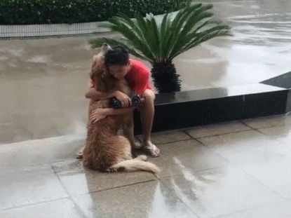金毛给主人送伞,怕错过,坐在雨中一直等狗狗的爱超出人想像!
