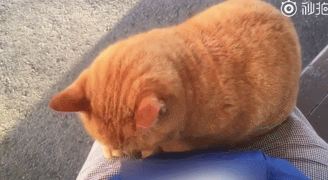 路边遇到的一只野生大橘猫,看它那身材,跟熊猫有得一拼.