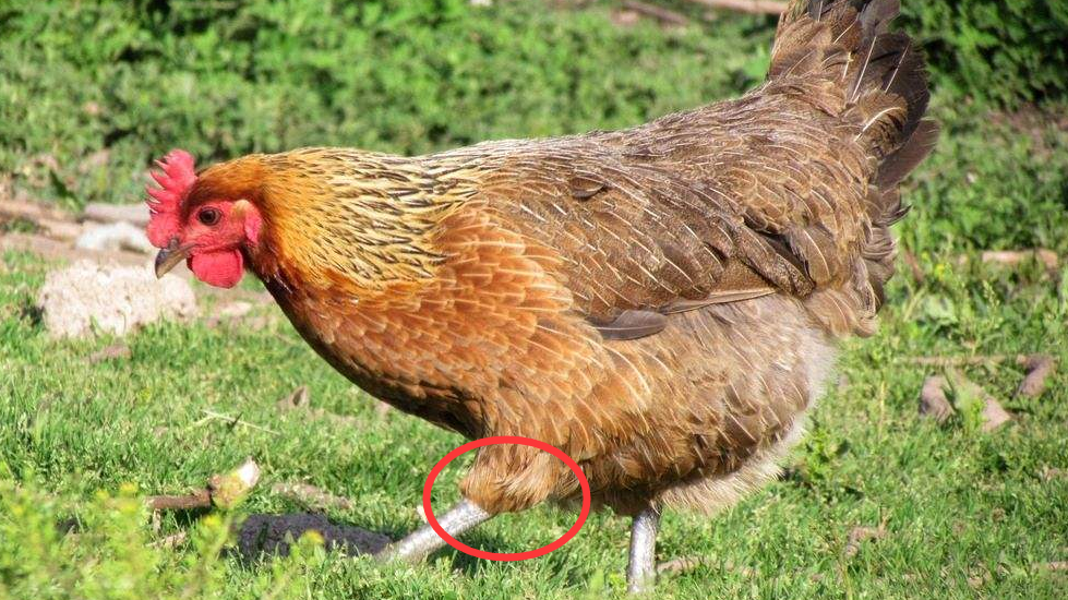 为什么鸡的膝盖是反着长的