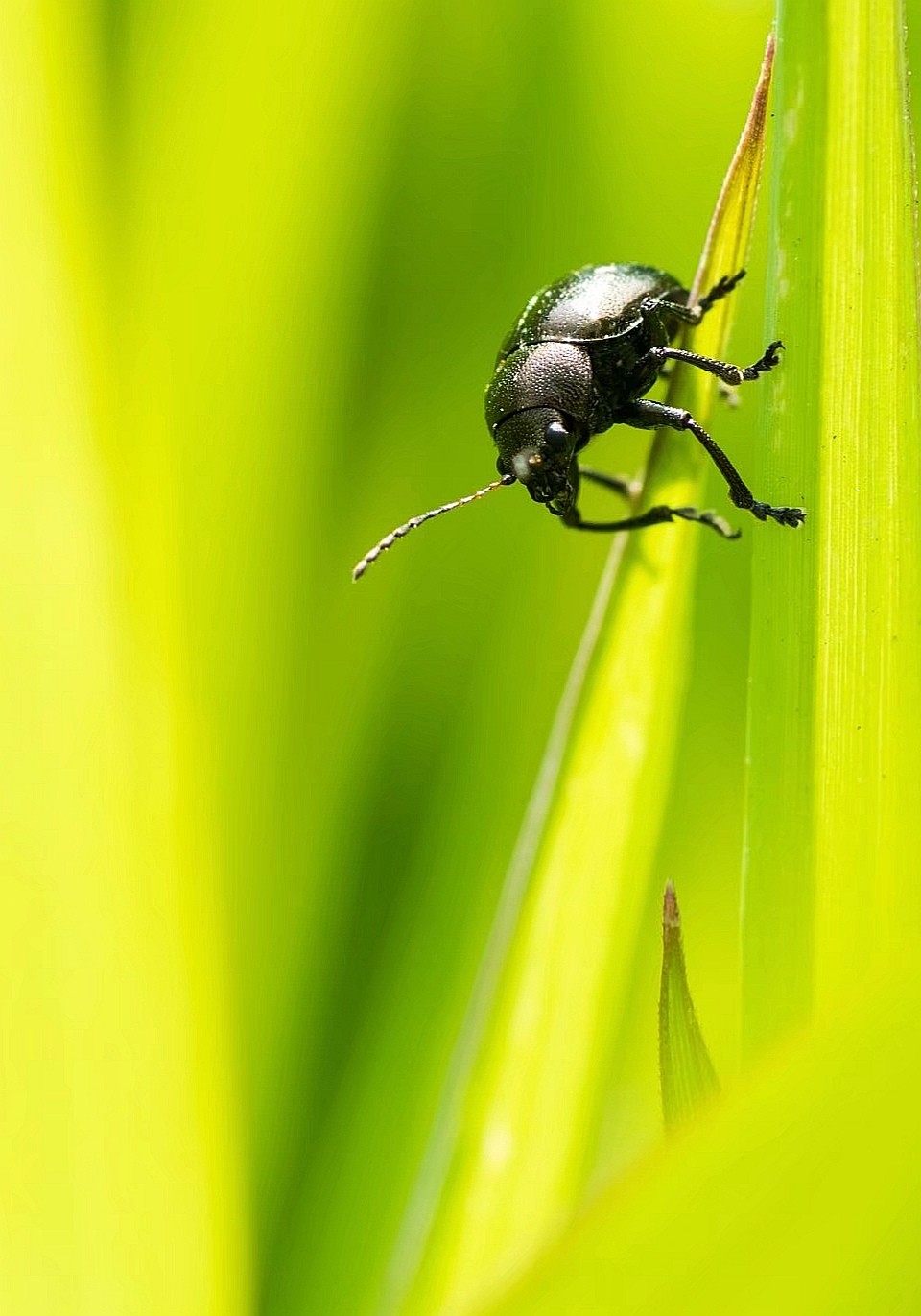 昆虫世界——柳圆叶甲【原创摄影】