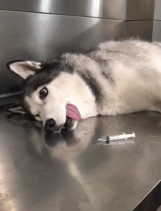 主人带二哈做绝育手术,二哈的表情亮了,二哈:这辈子算完了