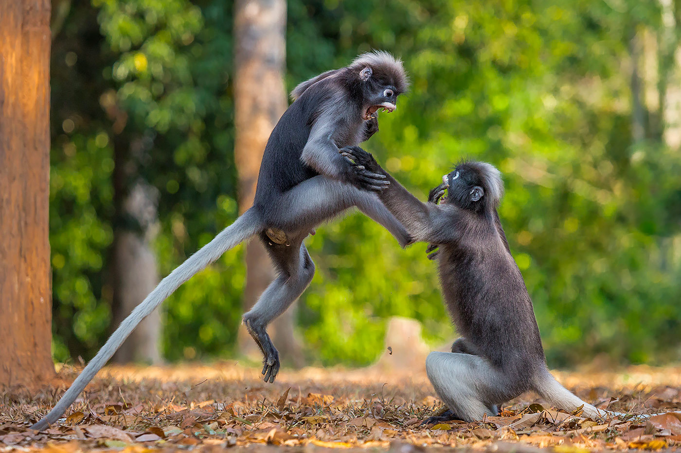 趣味动物摄影大赛2018优胜作品