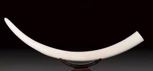 扫盲贴丨在这里看懂各种牙|象牙|猛犸|牙雕|河马牙|大象_新浪新闻