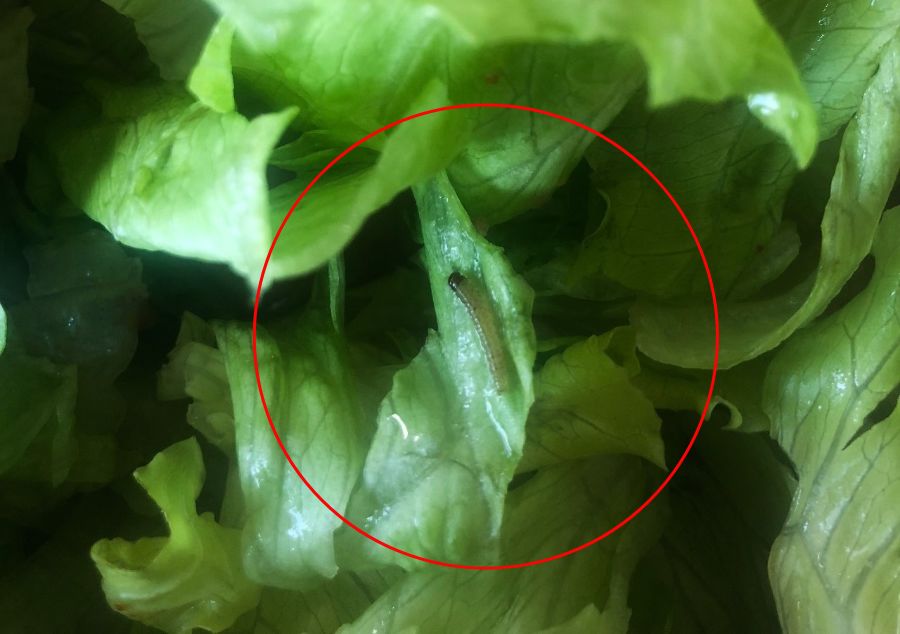 美团外卖生菜叶上有只大虫子活的更恶心的还在后面