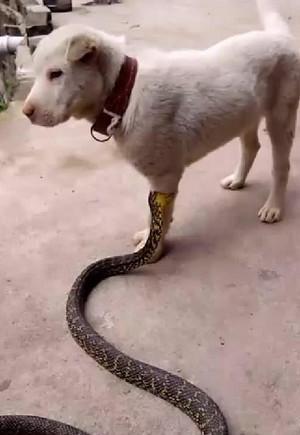 假狗|小狗|菜花蛇_新浪新闻