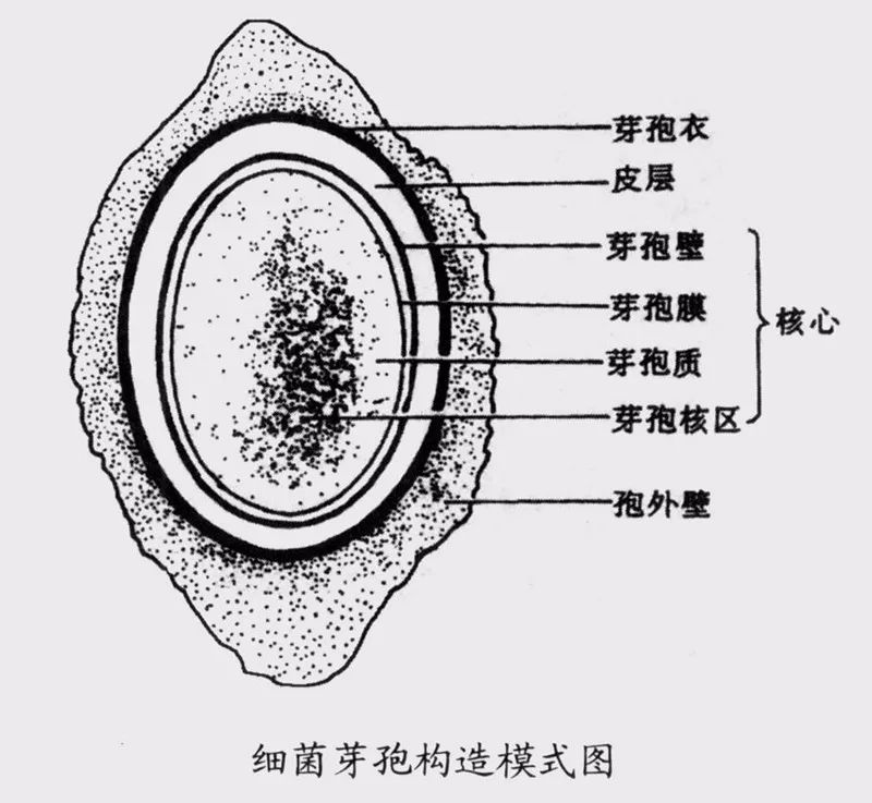 孢子游戏怎么下载 孢子游戏怎么下载地址有哪些
