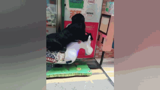熊猫坐摇摇车gif图片