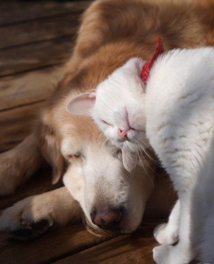 养猫咪,狗狗的快来看看,你到底知不知道猫咪和狗狗的差异呢?