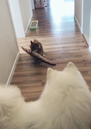 柴犬偷玩萨摩玩具被发现后,识时务者为俊杰,主动上前负荆请罪