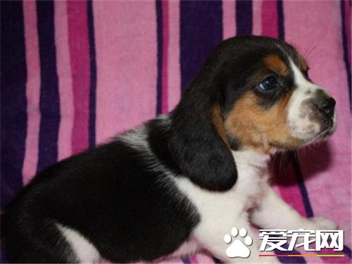 比格犬體味比其它狗狗重嗎 很容易引起惡臭