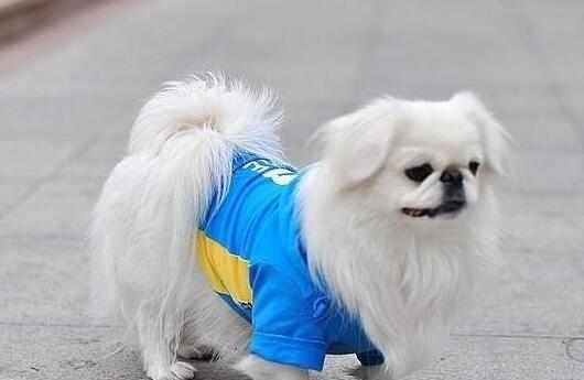 什么狗狗最好养最听话乖?让我来告诉你~十种