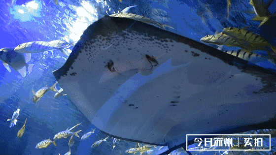 姿态翩翩的巨鳐,优雅划水的海龟,时不时与你擦肩而过~各种海洋生物在
