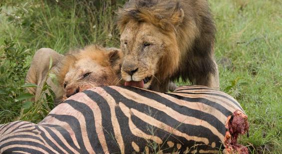 雄狮大口吃肉把一旁胡狼馋坏了,趁雄狮不注意竟做了这事,胆挺肥