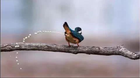 鸟总在你车上拉屎? 因为你"得罪"它了