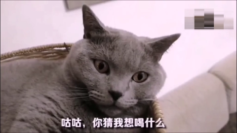 一铲屎官对猫说土味情话,喵:我到底做错了什么