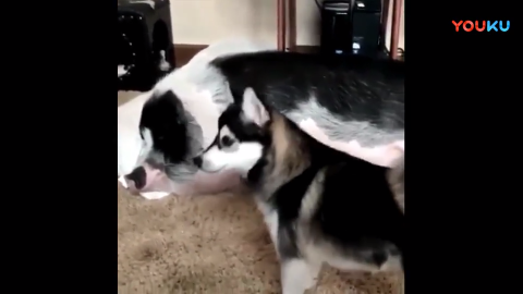 看看哈士奇是怎么叫猪起床的 不愧是二哈 猪都