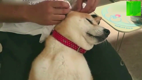 主人给柴犬掏耳朵,可把这货爽翻了,表情萌翻了!