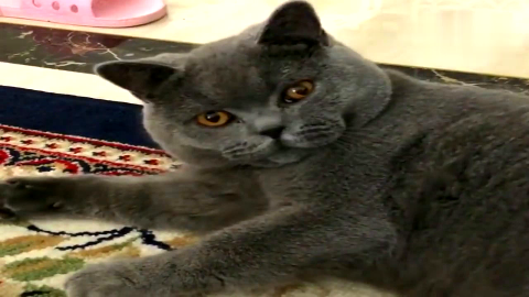 猫咪正在舔毛,主人强行给它配音,喵:你再学一下