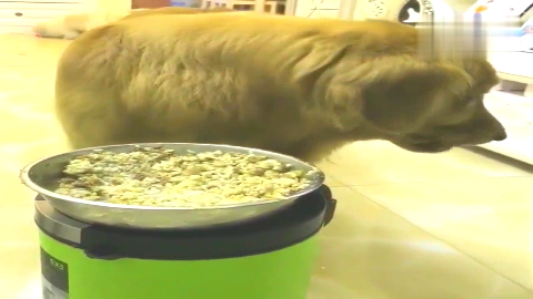 金毛轮胎上电视台了根本就不理王宁和郭采洁太