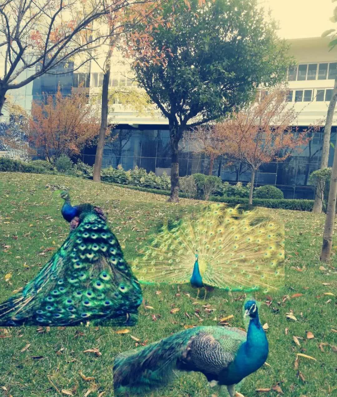 动物园|感恩节|昭通_新浪新闻